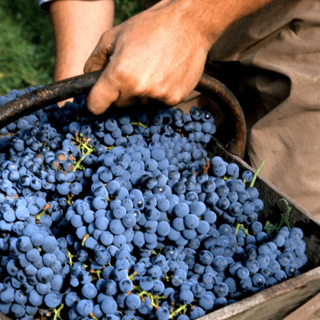 波尔多遭遇挑战，主场艰难获胜，势不可挡