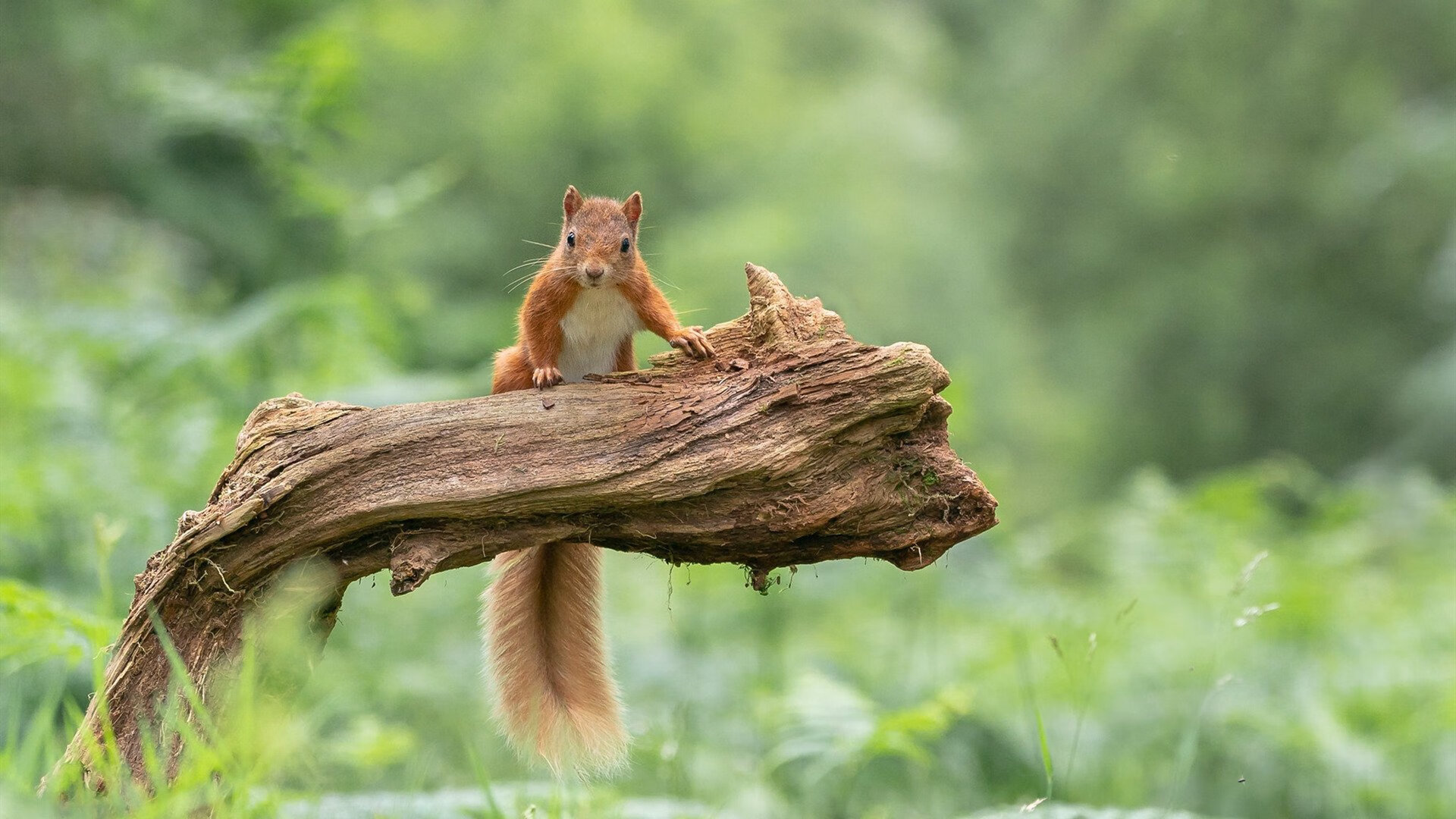 优雅的十字弩与粗暴的攻城锤，阿拉巴的战术秀与奥地利的铁蹄